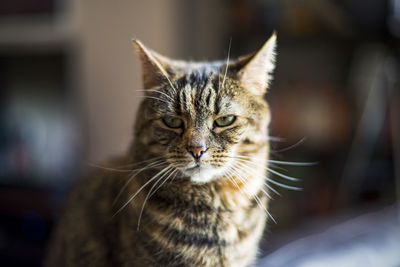 Close-up portrait of a cat