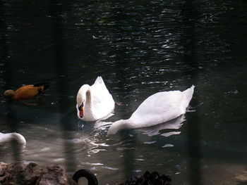 Swans swimming in lake