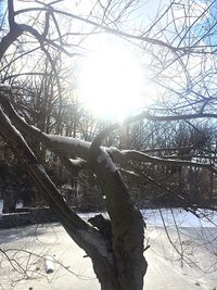 Bare tree in snow covered landscape