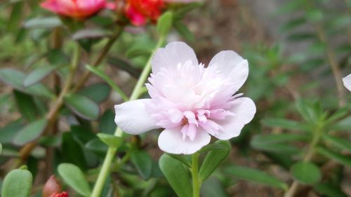 Close-up of white flowers blooming outdoors