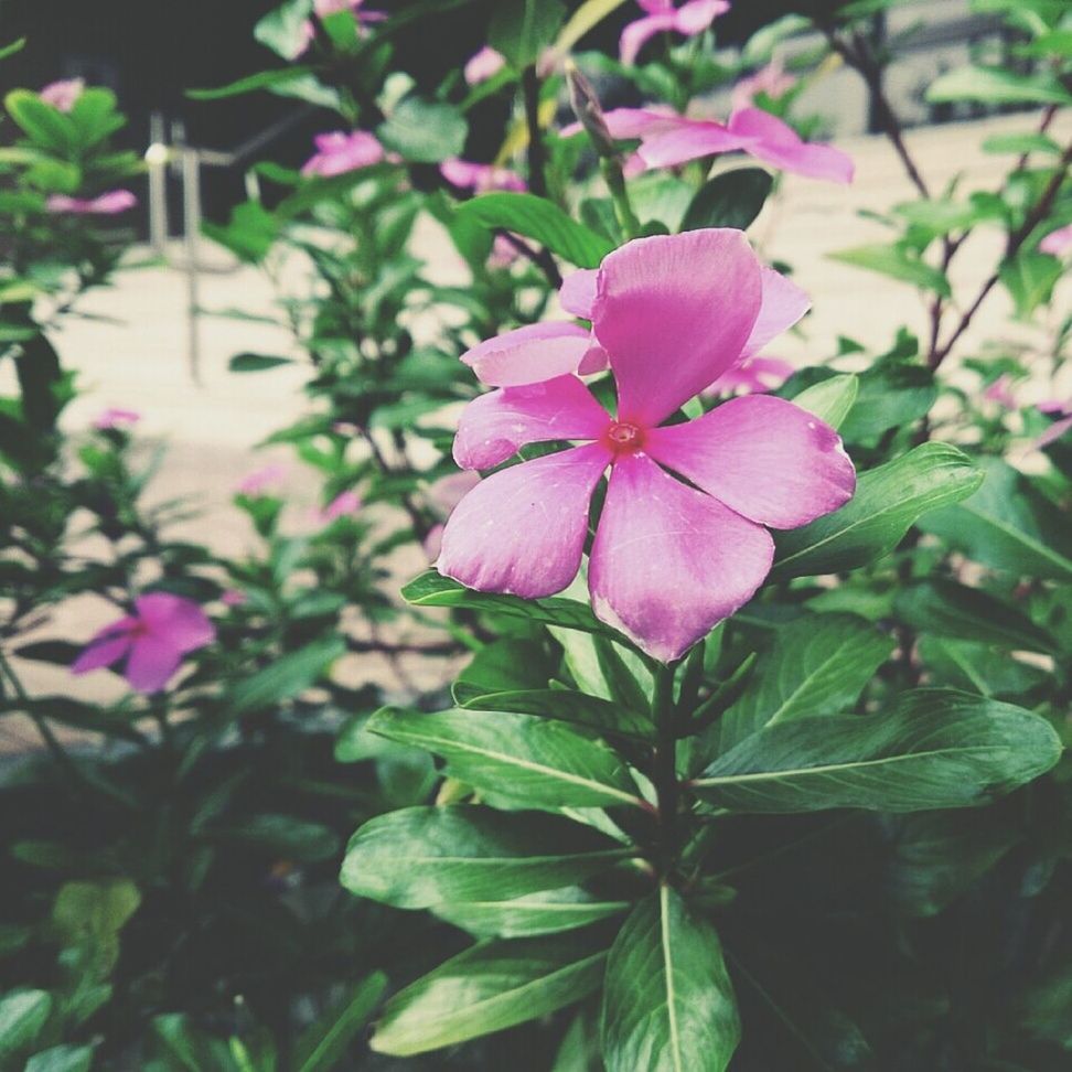 flower, freshness, growth, fragility, petal, leaf, beauty in nature, plant, pink color, nature, close-up, flower head, blooming, focus on foreground, in bloom, day, green color, outdoors, no people, blossom