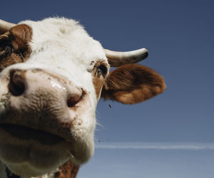 Close-up portrait of cow