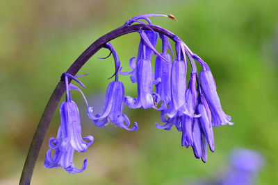 Close up of a bluebell flower in bloom