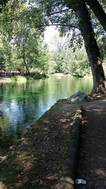 Scenic view of lake in forest