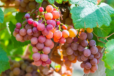 Close-up of grapes growing on plant