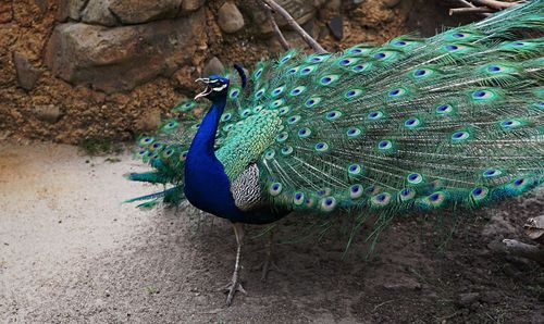 Close-up of peacock