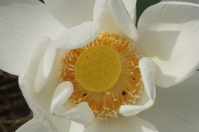 Close-up of white flowering plant