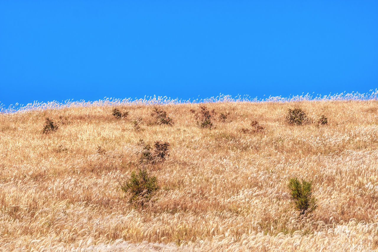 grassland, steppe, prairie, natural environment, sky, plain, landscape, plant, blue, land, savanna, environment, clear sky, nature, scenics - nature, grass, no people, field, beauty in nature, copy space, day, soil, tranquility, tranquil scene, dry, sunny, animal wildlife, desert, horizon, horizon over land, semi-arid, outdoors, wilderness, non-urban scene, animal, sunlight, plateau, animal themes, remote, wildlife