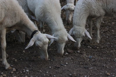 Sheep grazing in a field