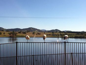 Birds perching on railing against sky