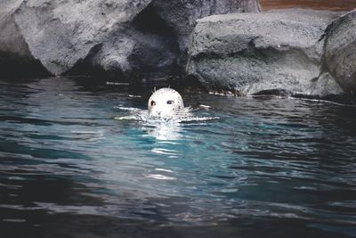 Duck swimming in sea