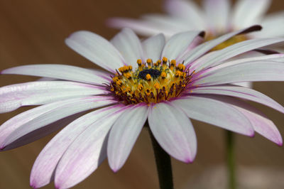 Garden daisy flower with pollen.