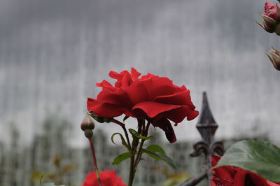 Close-up of red rose blooming in garden