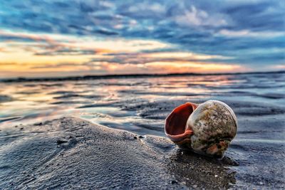 Close-up of shell on beach