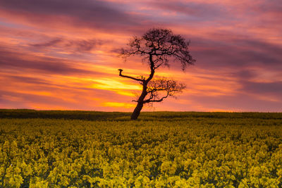 Scenic view of field against sky during sunset