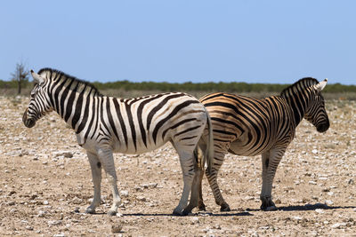 Zebra standing on a land
