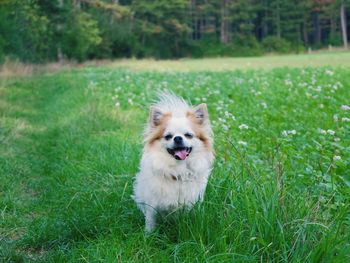 Portrait of dog running on grass