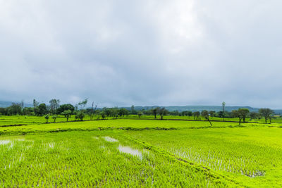 Scenic view of agricultural field against sky