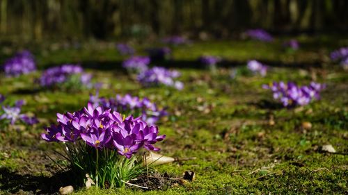 Close-up of purple crocus flowers on field