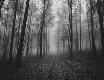 Trees in forest during foggy weather