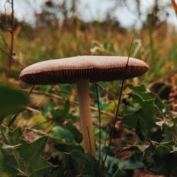 Close-up of mushroom growing on plant