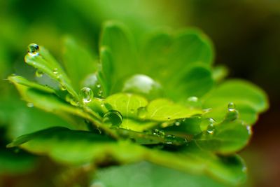 Close-up of raindrops on plant during monsoon