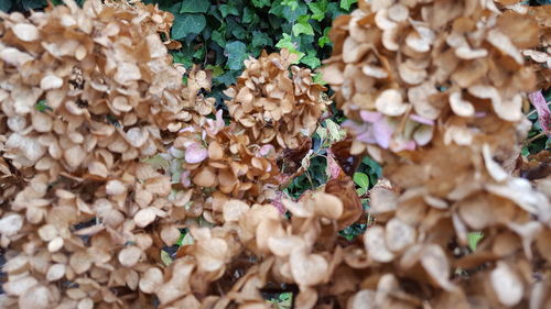 Close-up of mushrooms growing on plant