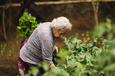 Senior woman picking vegetables at farm