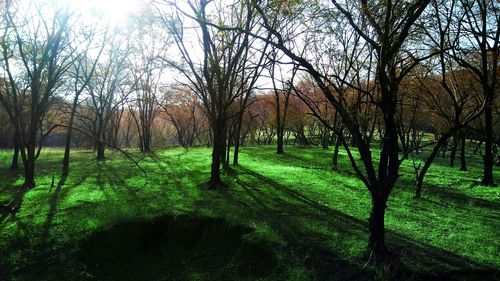 Trees on field in forest