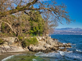 Trees by sea against sky