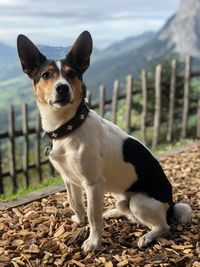 Dog standing on field