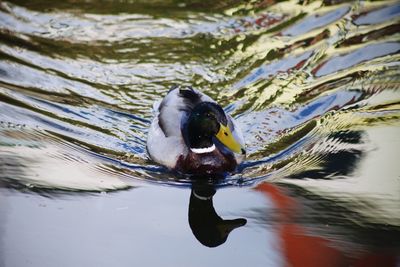 A male duck swimming through its own reflection