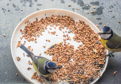 High angle view of crab in bowl