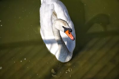 Close-up of swan swimming in lake