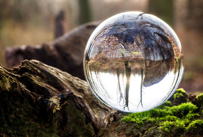 Close-up of crystal ball on tree trunk