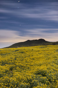 Scenic view of oilseed rape field against sky