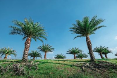 Palm trees on field against sky