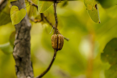 Close-up of leaves on tree