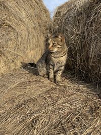 View of a cat