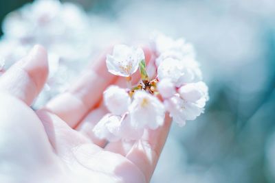 Close-up of hand holding white flowers