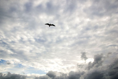 Low angle view of silhouette bird flying against sky