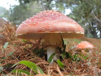 Close-up of mushroom growing in forest