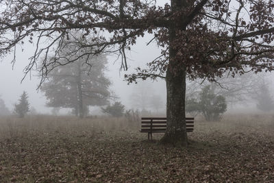 Bench by trees on field during foggy weather