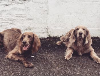 Brown dogs lying on roadside against wall