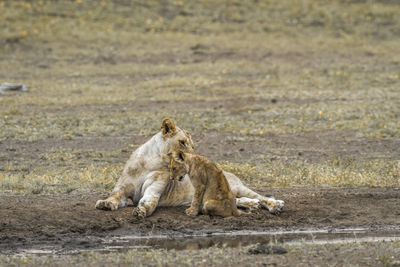 Lioness licking cub on land