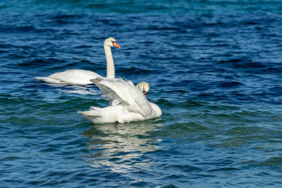 Swan swimming in lake