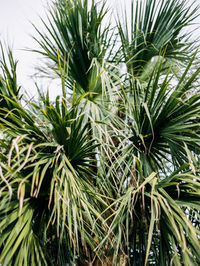 Close-up of pine tree