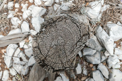 Close-up of tree stump