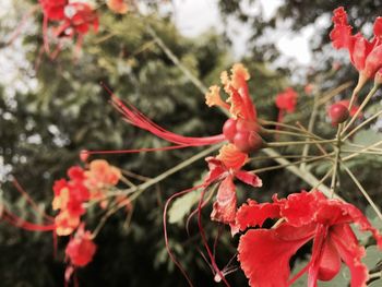 Close-up of red flowers