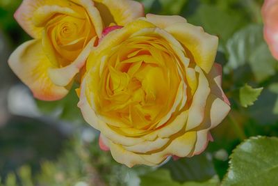 Close-up of yellow rose blooming outdoors